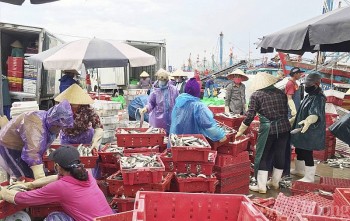 Hà Tĩnh quyết liệt chung tay gỡ “thẻ vàng” thủy sản