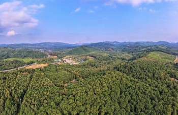 Cây cao su và những thăng trầm trên đất Hà Tĩnh