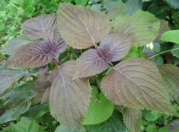 Công dụng tuyệt vời từ cây Tía tô nên tham khảo