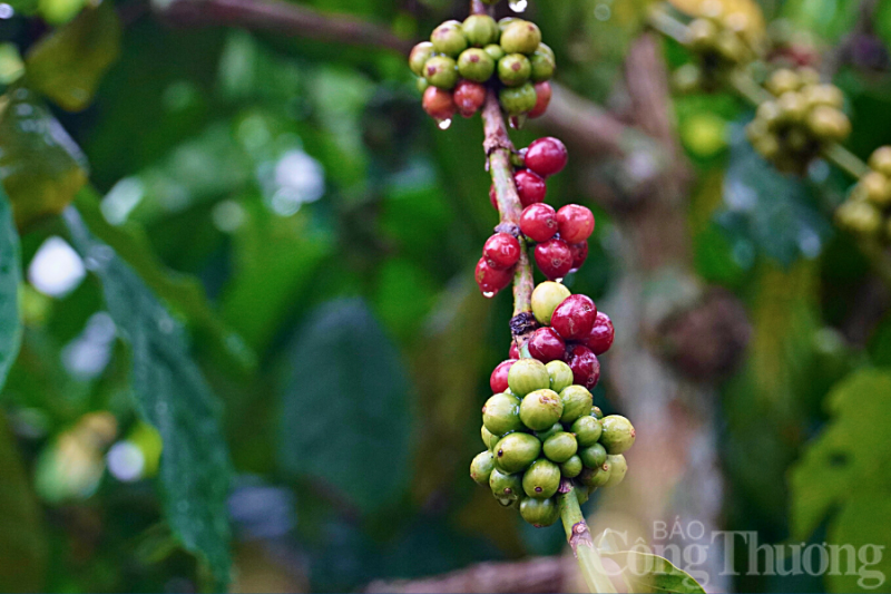Giá cà phê hôm nay 02/12: Giá cà phê trong nước tăng 300 đồng/kg