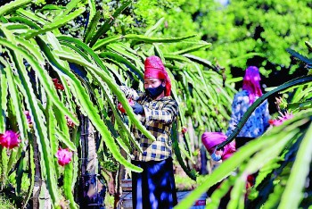 Sơn La phấn đấu trở thành trung tâm chế biến sâu nông sản