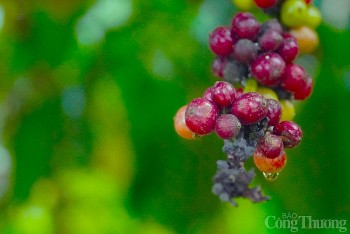 Giá cà phê hôm nay 11/12: Giá cà phê trong nước giảm trở lại