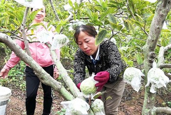 Na VIETGAP (Đông Triều, Quảng Ninh): Trăn trở đầu ra