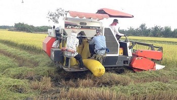 Giá lúa gạo hôm nay 14/12: Giá gạo 5% xuất khẩu tăng 5 USD/tấn