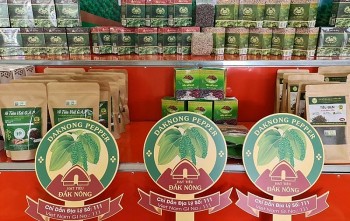Đắk Nông: Xây dựng mã số vùng trồng cho chỉ dẫn địa lý hồ tiêu