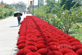 Nhộn nhịp làng hương Quảng Phú Cầu những tháng cuối năm