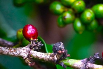 Giá cà phê hôm nay, 16/12: Giá cà phê trong nước cơ bản tăng