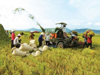 Giá lúa gạo hôm nay 1/1 và tổng kết tuần qua: Giá tăng, nhiều triển vọng trong vụ thu hoạch mới