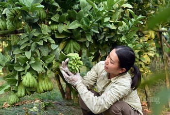 Phật thủ Đắc Sở rộn ràng vào vụ Tết Nguyên đán