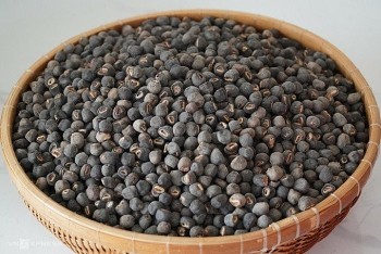 Ninh Thuận: Xây dựng thương hiệu sản phẩm “Chuối hột mồ côi Phước Bình”