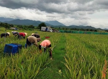 Ninh Thuận: Triển khai mô hình chuyên canh cây nha đam