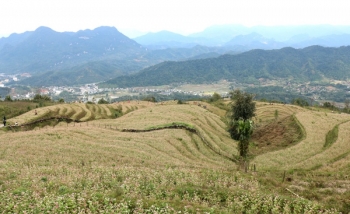 Lễ hội ẩm thực dân tộc Dao: Điểm hẹn thú vị tại TP. Hà Giang dịp Tết Dương lịch