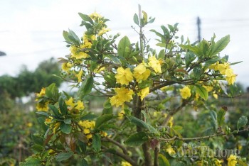 Bình Định: Người dân “đứng ngồi không yên” vì mai Tết nở sớm