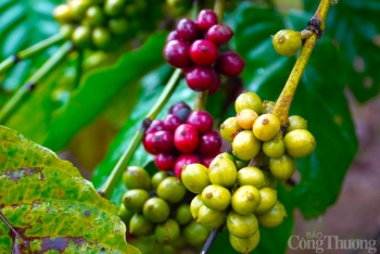 Giá cà phê hôm nay, 30/12: Giá cà phê trong nước tiếp tục giảm