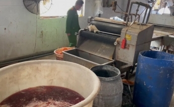 Quảng Ninh: Phát hiện cơ sở chế biến 12 tấn lòng đang phân hủy