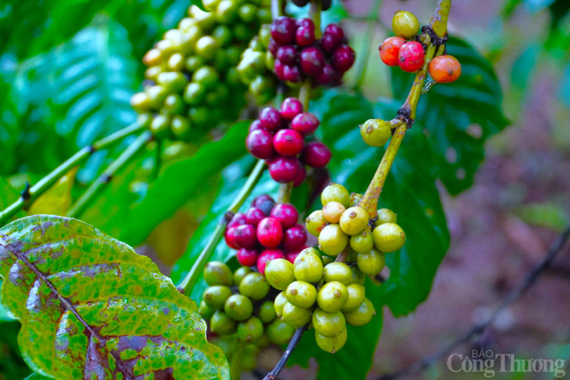 Giá cà phê hôm nay 01/01/2023: Giá cà phê trong nước từ 38.600 đồng/kg