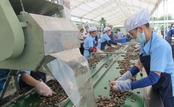 Cao su, hạt điều, rau quả đóng góp doanh thu xuất khẩu gần 10 tỷ USD
