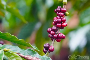 Giá cà phê hôm nay 06/1: Giá cà phê trong nước tiếp đà tăng