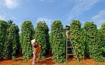 Giá xuất khẩu hạt tiêu tăng gần 19%