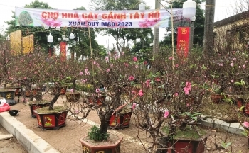 Rộn ràng thị trường hoa, cây cảnh dịp cận Tết 2023