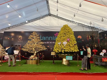 Hàng Tết 2023: Giải mã bí mật Cây mai 