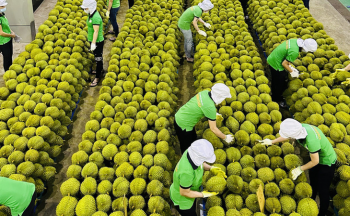 Rau quả xuất khẩu: Tiềm năng rộng mở năm 2023