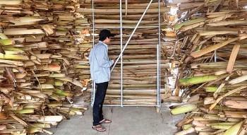 Biến mùn cưa, bẹ chuối, bã cà phê thành 