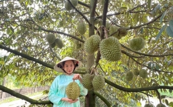 Nhà vườn sầu riêng ăn Tết rủng rỉnh nhờ thị trường Trung Quốc