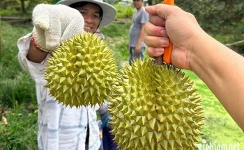 Thương lái ráo riết gom hàng đưa sang Trung Quốc, giá sầu riêng cao kỷ lục