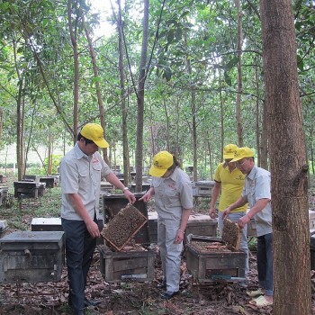 Phê duyệt Đề án “Phát triển bền vững ngành ong đến năm 2030”