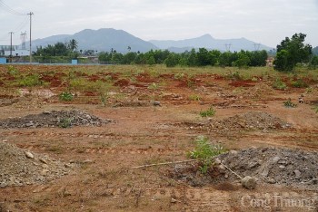 Đà Nẵng: Trồng 1.000 cây xanh “phủ xanh” khu công nghệ cao