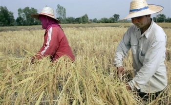 Xuất khẩu gạo Thái Lan vượt mục tiêu đề ra trong năm 2022