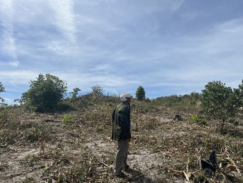 Đắk Lắk: Nông dân khóc ròng vì bị kẻ gian chặt phá cây điều