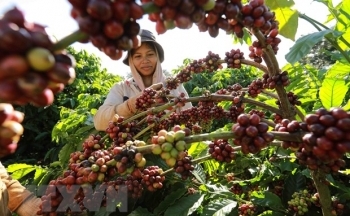 Lâm Đồng công nhận vùng sản xuất cà phê ứng dụng công nghệ cao