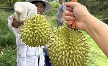 Trung Quốc chi 1,1 tỷ USD gom mua một loại tinh bột của Việt Nam