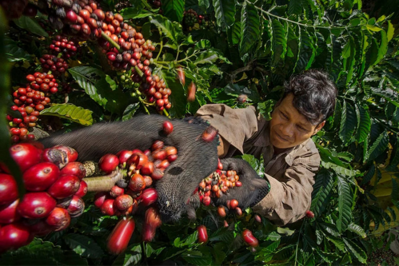 Giá cà phê hôm nay 8/2: Giá cà phê trong nước tăng nhẹ