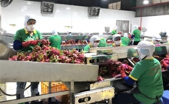 Mở ra nhiều cơ hội mới trong hợp tác thương mại Việt Nam - Brunei