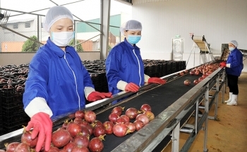 Xuất khẩu chanh leo, dừa, dứa đã qua chế biến mang về hàng trăm triệu USD
