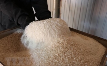 Hiệp hội Lương thực: Giá gạo ở Đồng bằng sông Cửu Long tăng khá tốt