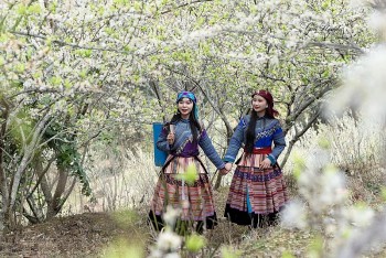 Lạc lối vào mùa hoa mận đẹp say lòng người trên cao nguyên trắng Bắc Hà