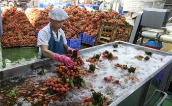 Đề nghị Ấn Độ mở cửa thị trường với nông sản, trái cây tươi của Việt Nam