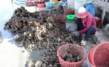 Việt Nam và Nhật Bản thúc đẩy hợp tác phát triển chuỗi nuôi hàu