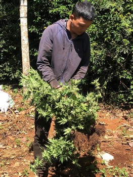 Đắk Lắk bắt quả tang đối tượng trồng trái phép 236 cây cần sa