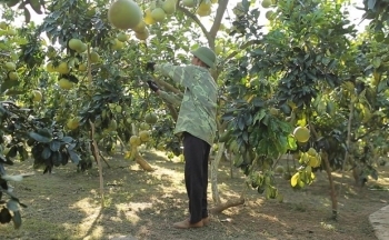 Cơ hội đưa sản phẩm nông nghiệp hữu cơ vào thị trường châu Âu