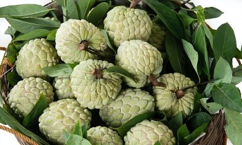 Những loại trái cây nào đang đàm phán xuất khẩu chính ngạch sang thị trường Trung Quốc?