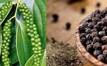 Xuất khẩu hạt tiêu có dấu hiệu phục hồi và khởi sắc