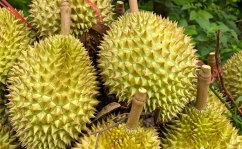 Xuất khẩu sầu riêng sang Trung Quốc: Động thái mới từ Thái Lan cạnh tranh với hàng Việt