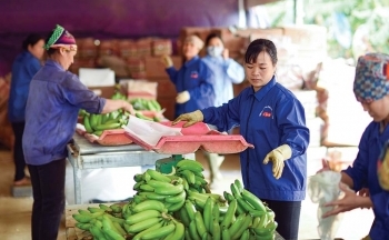 Xuất khẩu thanh long, chuối, sầu riêng hướng mốc 2 tỷ USD