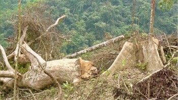 Quảng Bình: Đề nghị khởi tố vụ 6 ha rừng tự nhiên bị chặt phá
