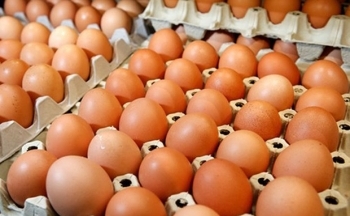 Quy định mới về hạn ngạch thuế nhập khẩu thuốc lá và trứng gia cầm